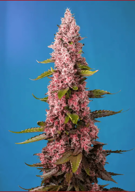 RED HOT COOKIES FEM X3+1 - SWEET SEEDS 0