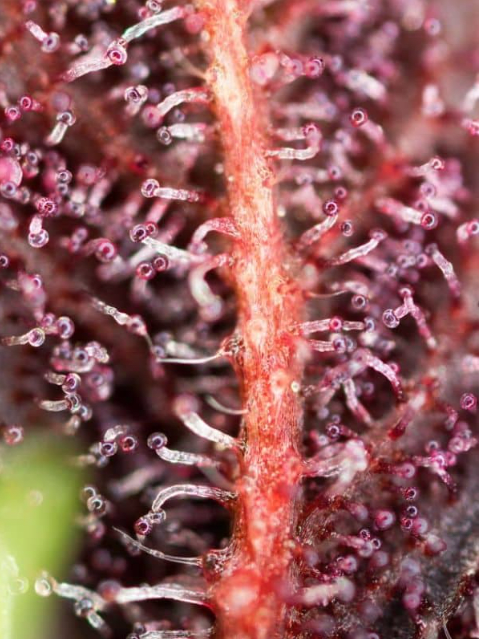 RED HOT COOKIES FEM X3+1 - SWEET SEEDS2