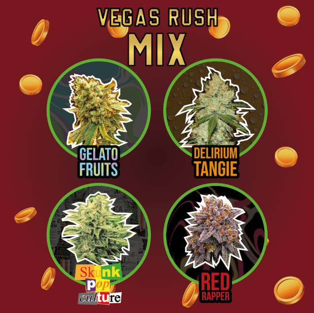 VEGAS RUSH FEMINIZED X4 - DELIRIUM SEEDS 1