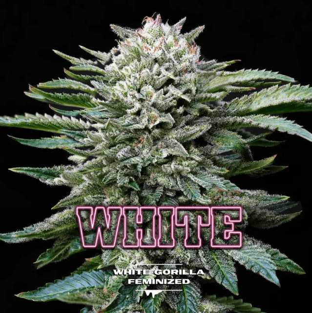 WHITE GORILLA FEM GK X4 - BSF SEEDS 0