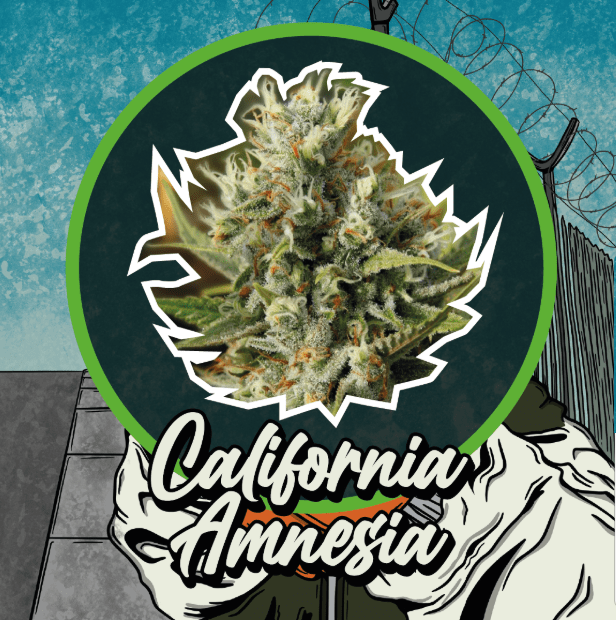 CALIFORNIA AMNESIA AUTO X4 - DELIRIUM SEEDS 0