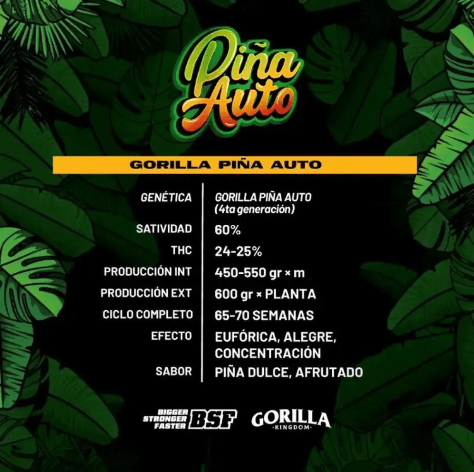 GORILLA PIÑA AUTO X4 - BSF1