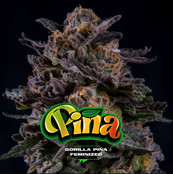 GORILLA PIÑA AUTO X4 - BSF 1