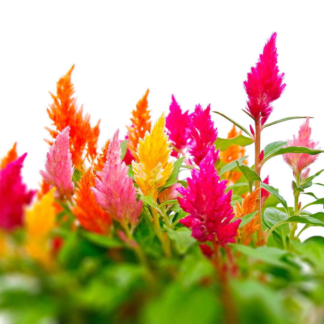 CELOSIA PLUMOSA2