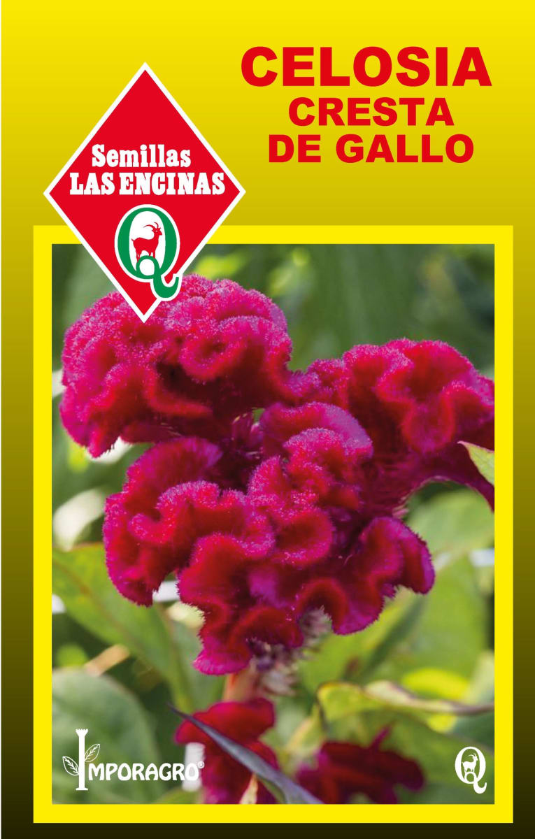 CELOSIA - CRESTA DE GALLO 1