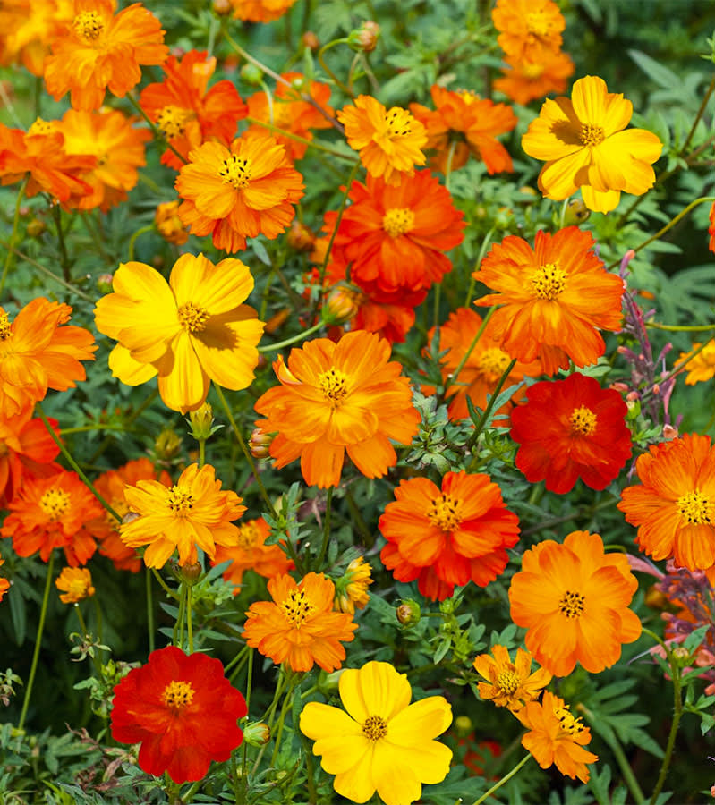 COSMOS SULPHUREUS2