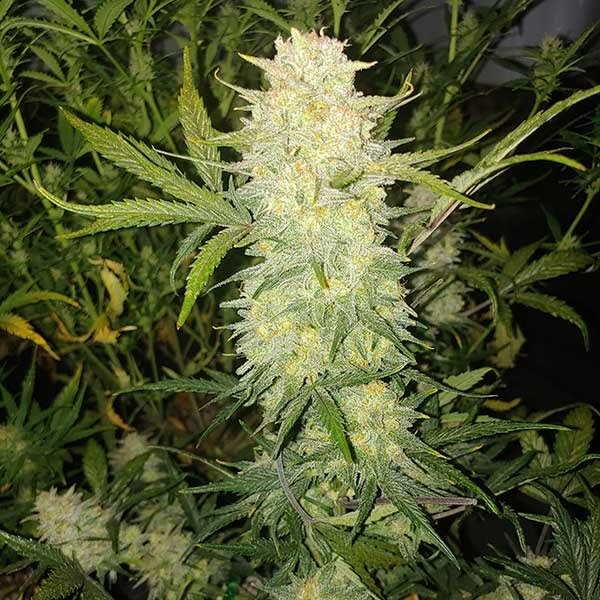 CRITICAL FEM - SEMILLA A GRANEL 1