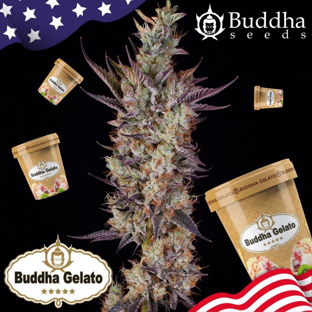 GELATO FEM X3 - BUDDHA SEEDS1