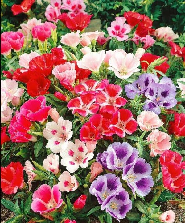 GODETIA COLORES VARIADOS2