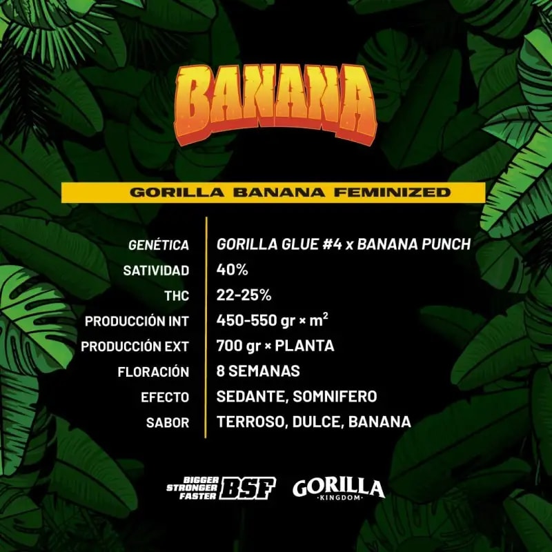 GORILLA BANANA GK FEM X4 - BSF SEEDS2