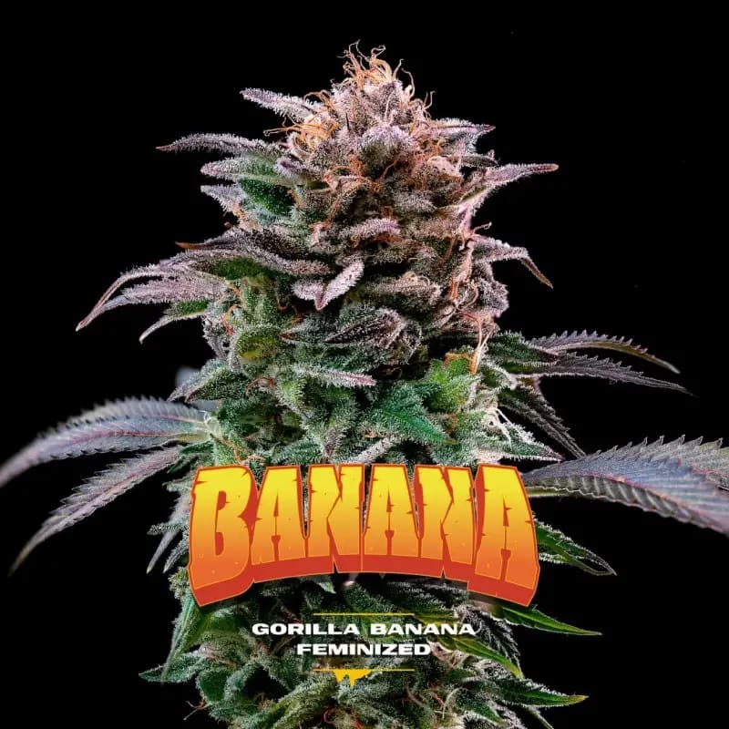 GORILLA BANANA GK FEM X4 - BSF SEEDS 0