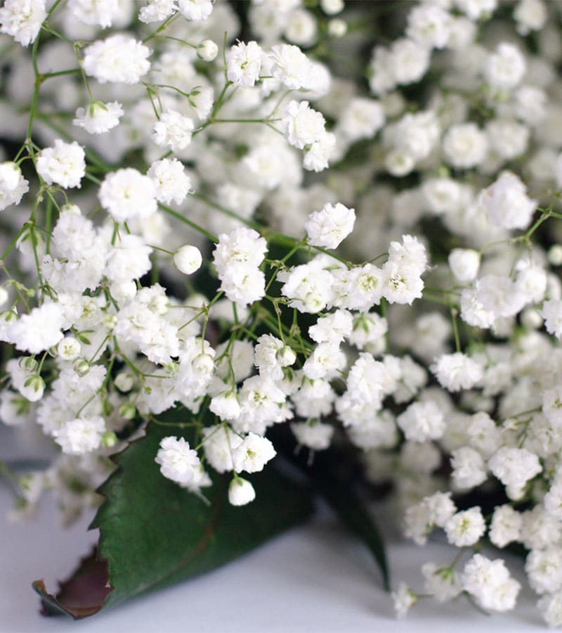 ILUSION DE LOS FLORISTAS2