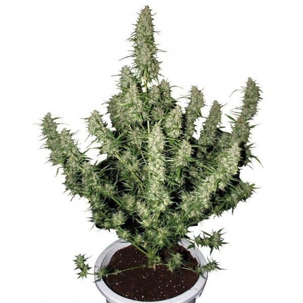 MAGNUM - SEMILLA GRANEL - AUTOMATICA 1