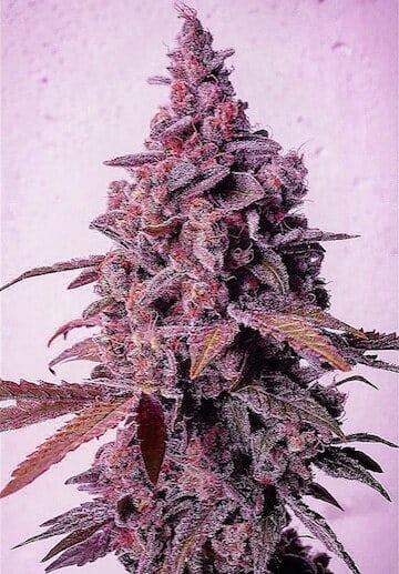 MANDARIN ZKITTLEZ FEM - SEMILLA A GRANEL 1