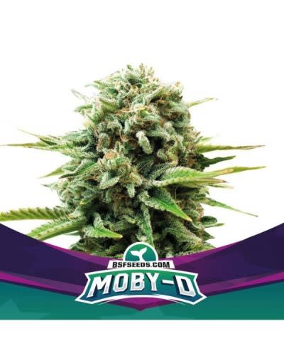 MOBY D FEM X2 - BSF SEEDS1