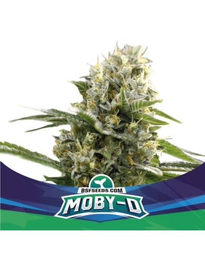 MOBY D XXL AUTO X4 - BSF SEEDS3