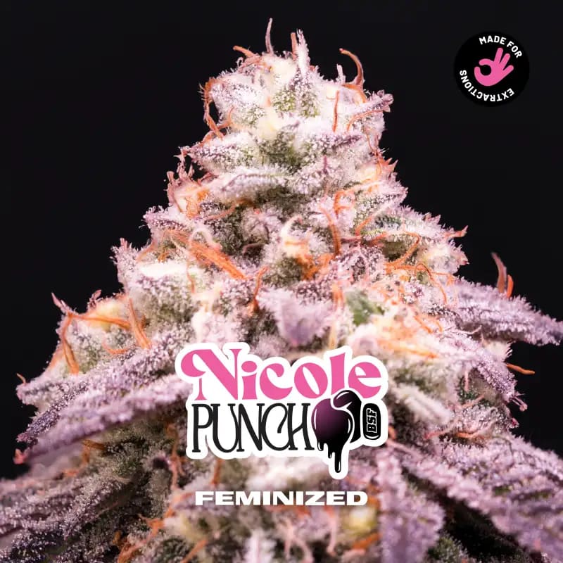 NICOLE PUNCH DL X4 - FEM - BSF1