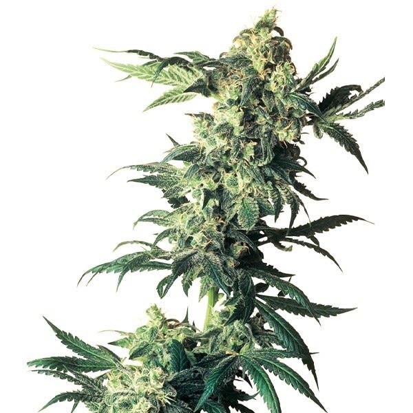 NORTHERN LIGHT AUTO - SEMILLA GRANEL 1