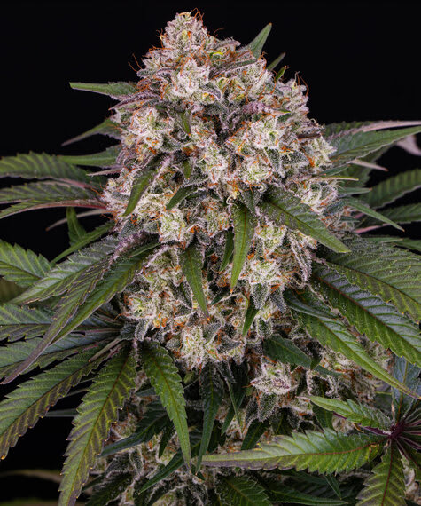 OG KUSH AUTO - SEMILLA GRANEL 1