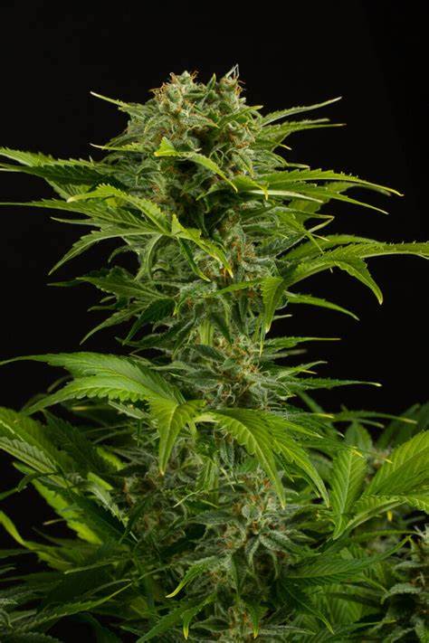 HAZE XXL AUTO - SEMILLA GRANEL 0