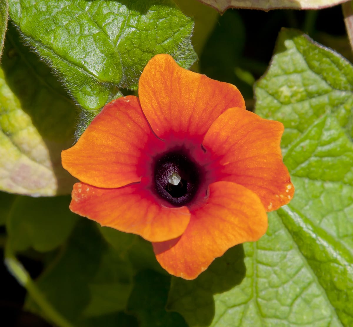 OJOS DEL POETA THUNBERGIA2