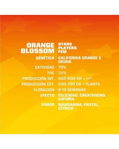 ORANGE BLOSSOM FEM X2 - BSF SEEDS1
