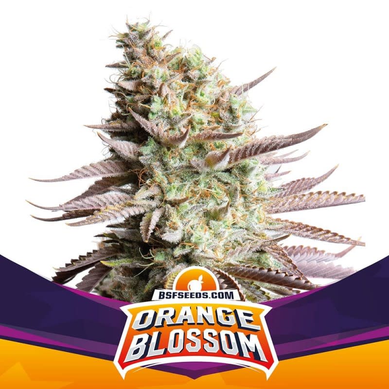 ORANGE BLOSSOM FEM X2 - BSF SEEDS 1
