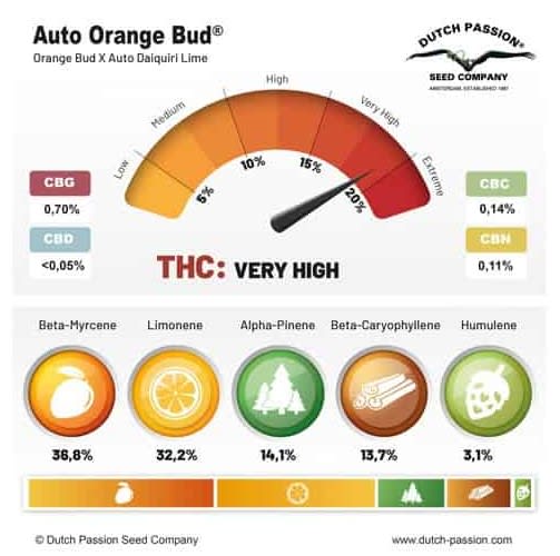 ORANGE BUD AUTO X3 - DUTCH PASSION1