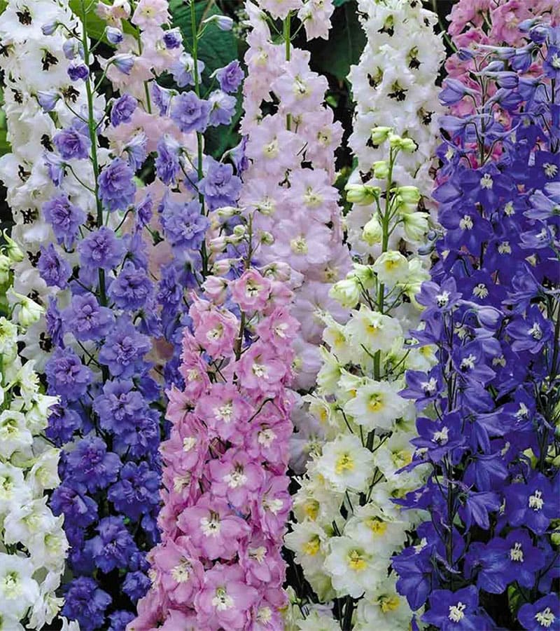 PAJARITO COLORES VARIADOS2