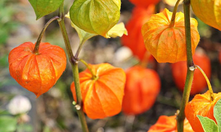 PHYSALIS ( LINTERNA CHINA )2