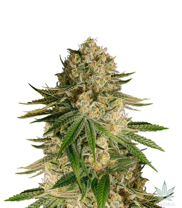 CRITICAL KUSH AUTO - SEMILLA GRANEL 1