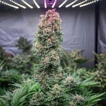 GLUEBERRY OG FEM X3 - DUTCH PASSION2