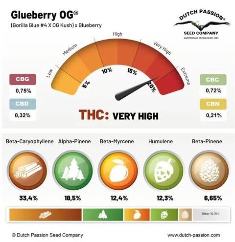 GLUEBERRY OG FEM X3 - DUTCH PASSION1