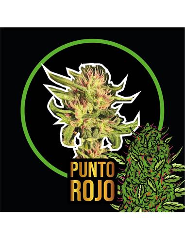 PUNTO ROJO FEMINIZED X4 - DELIRIUM SEEDS1