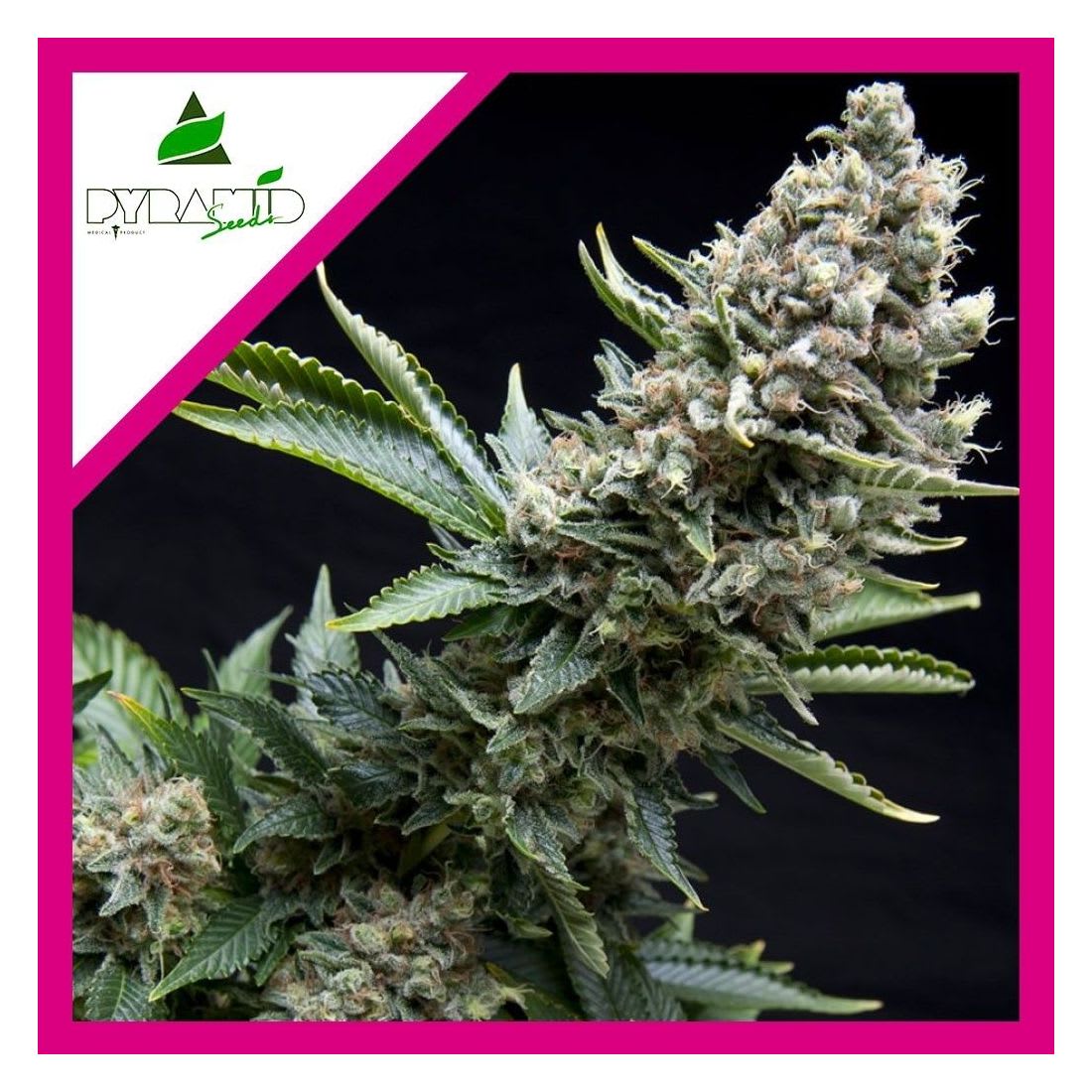 CBD AUTO NEW YORK CITY FEM X3+1 - PYRAMID SEEDS1