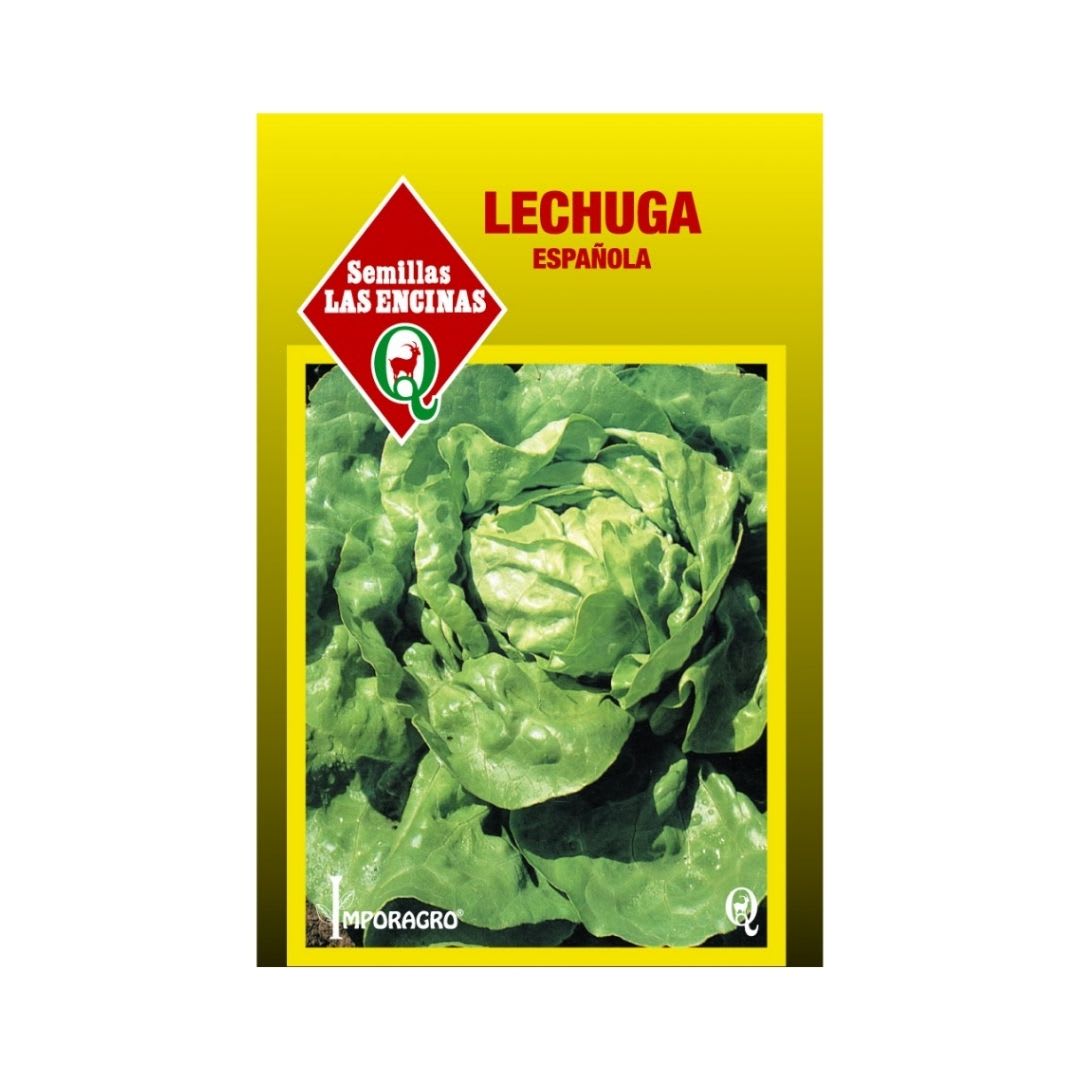 LECHUGA ESPAÑOLA1