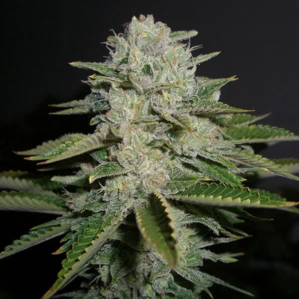 SOUR DIESEL AUTO - SEMILLA GRANEL 1