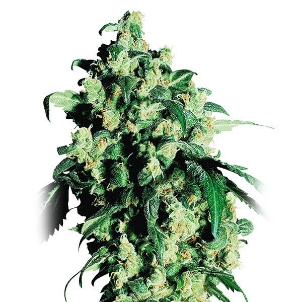 SUPER SKUNK AUTO - SEMILLA GRANEL 1
