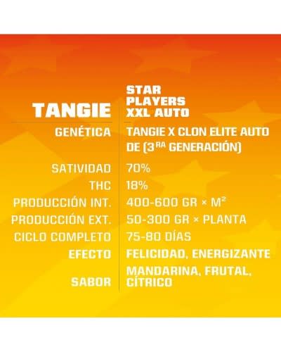 TANGIE XXL AUTO X4 - BSF SEEDS1