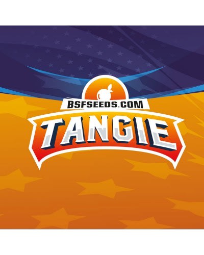 TANGIE XXL AUTO X2 - BSF SEEDS 1