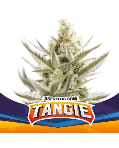 TANGIE FEM X2 - BSF SEEDS 1