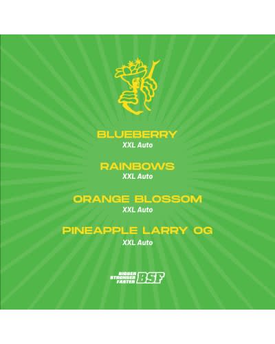 TUTTI FRUTTI XXL AUTOMIX X4 - BSF SEEDS2