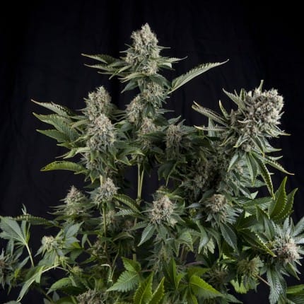 WHITE WIDOW AUTO - SEMILLA GRANEL 1