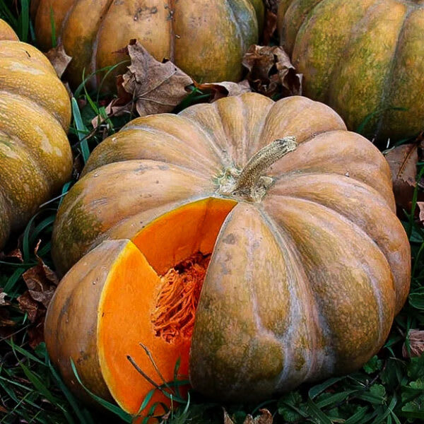 ZAPALLO MUSCAT DE GUARDA2