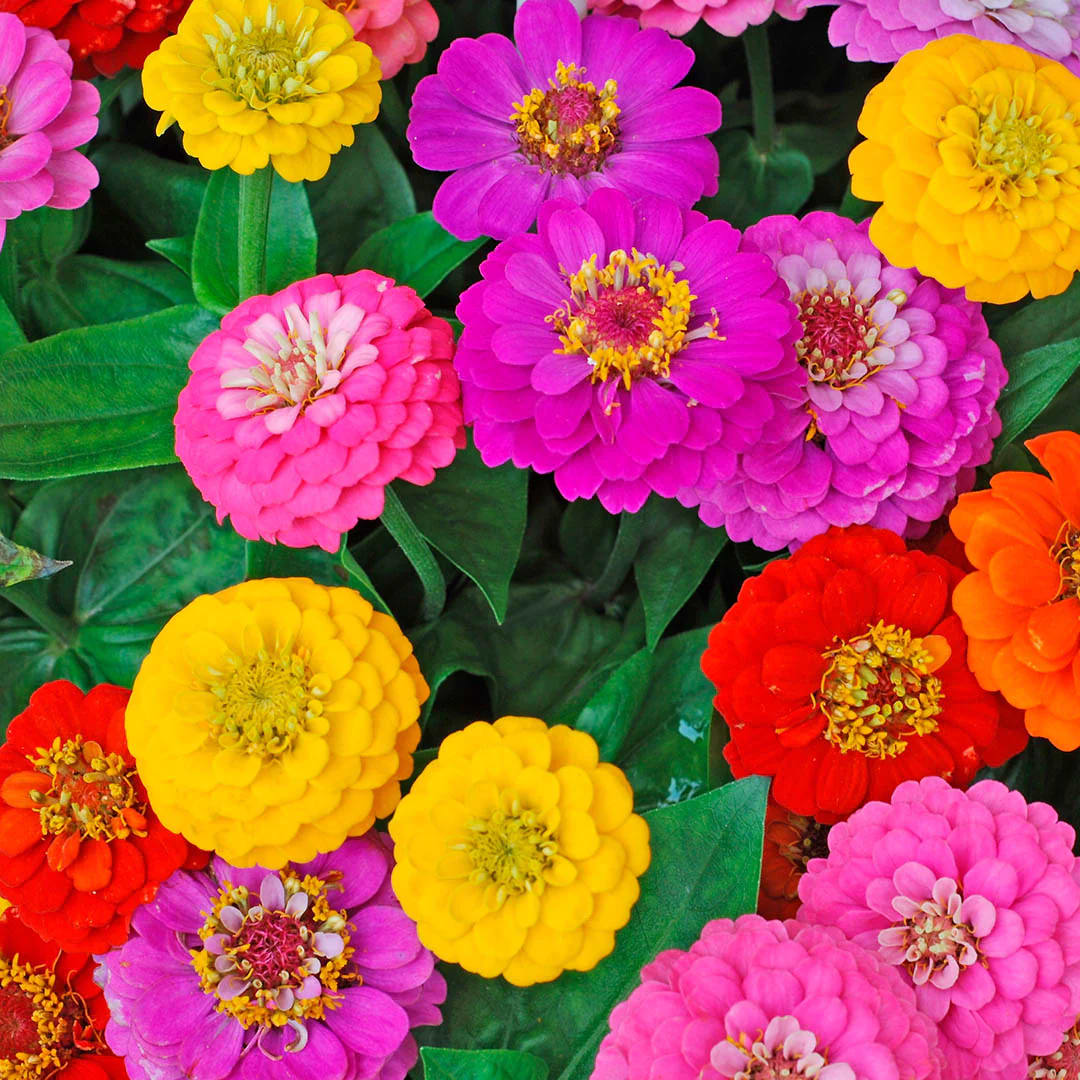 ZINNIA GIGANTE DOBLE VARIADA2