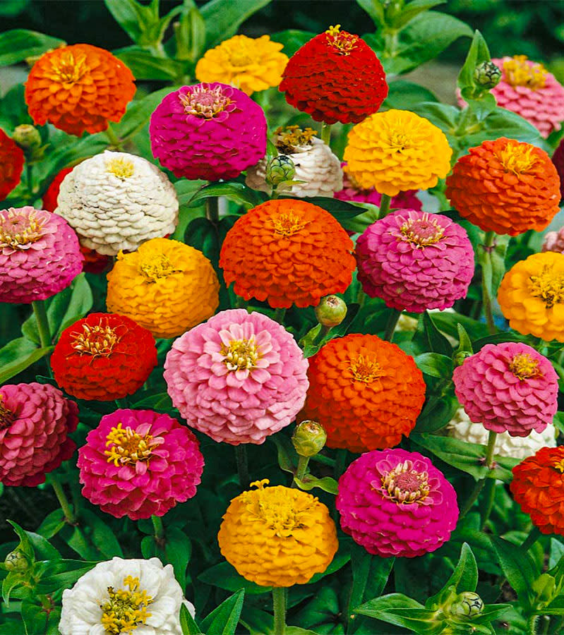 ZINNIA POM POM COLORES VARIADOS2