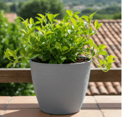 MACETERO STONE GRIS 17 CM