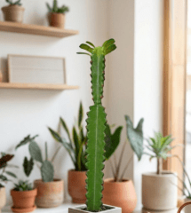 CACTUS FLOR GRANDE