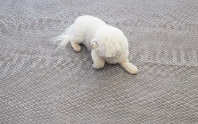 ALFOMBRA PARA BAJO TOLDO GRIS 2,5MT X 4MT ISABELLA