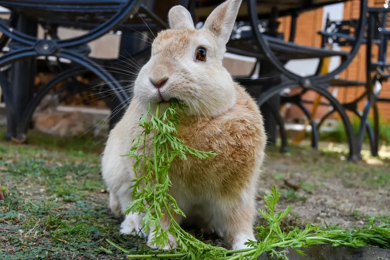 CONEJOS